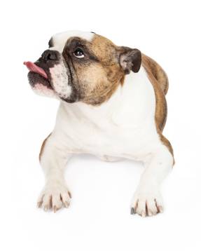 A funny image of a Bulldog looking to the side and sticking his tongue out